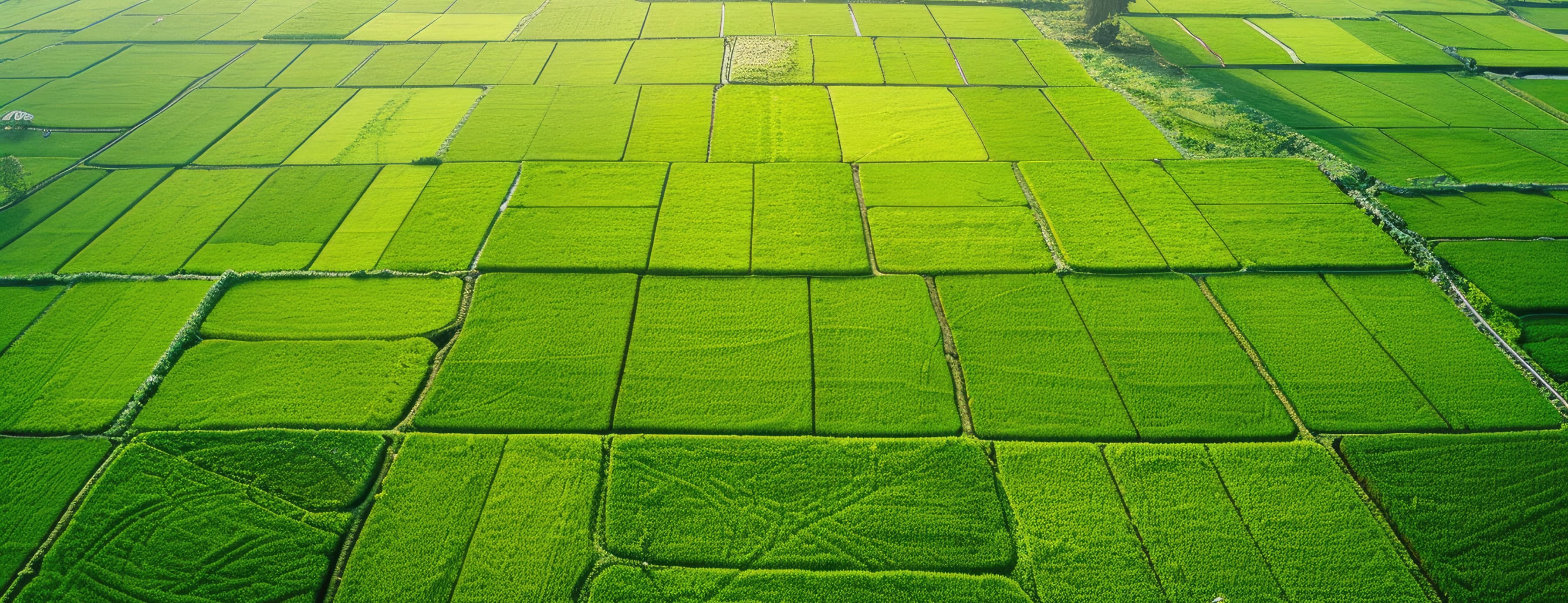 Aerial view of lush green agricultural fields divided into plots