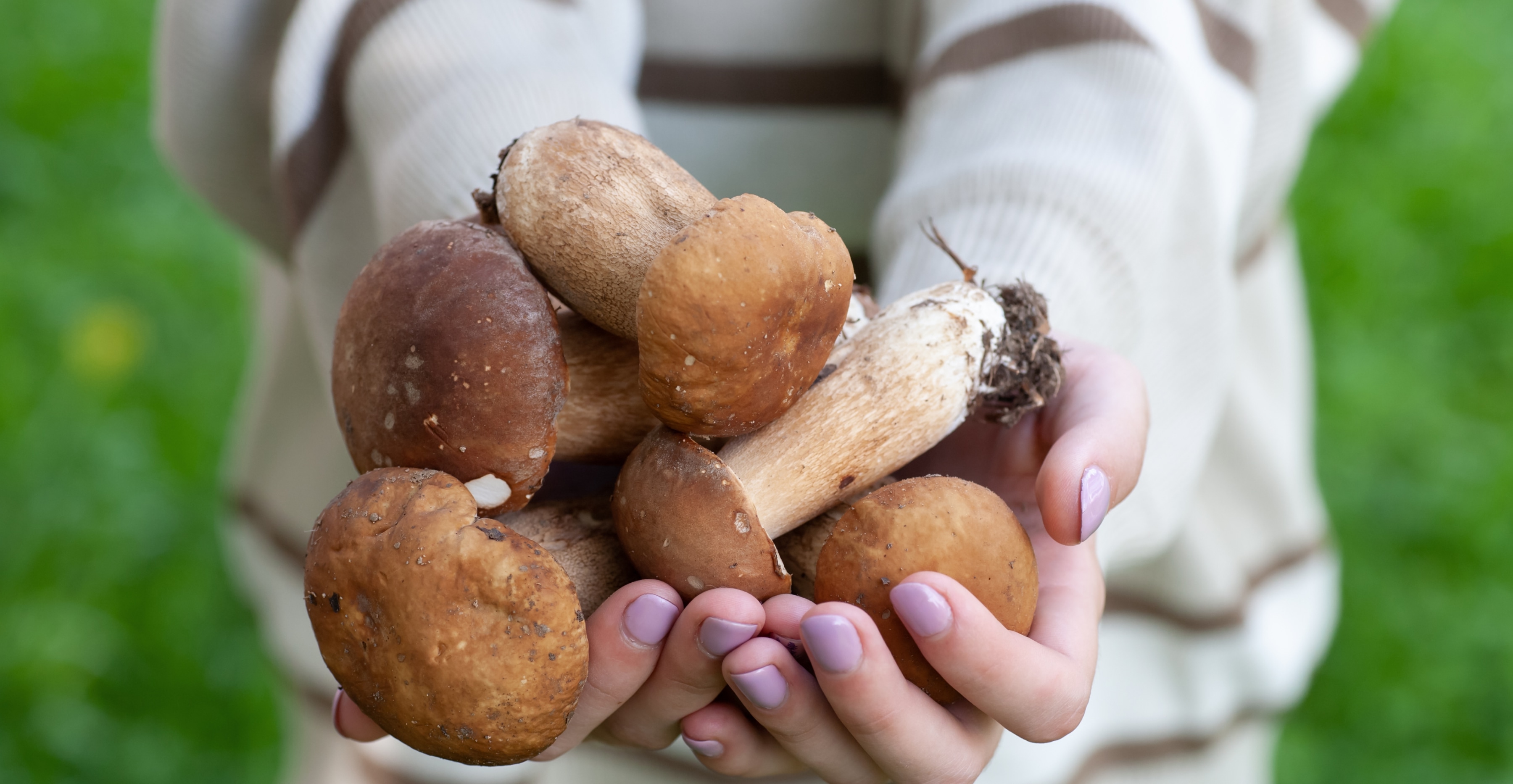 Hands holding freshly harvested mushrooms in a cultivated outdoor field