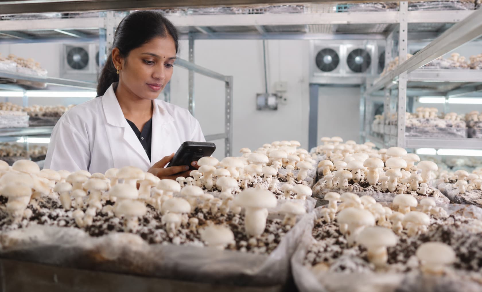 Hands holding freshly harvested mushrooms from controlled environment farming